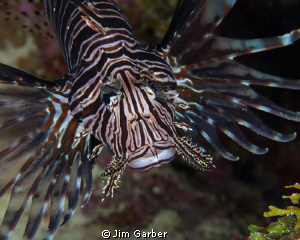 Lionfish closeup - Bonaire by Jim Garber 